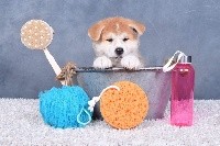 CHIOT